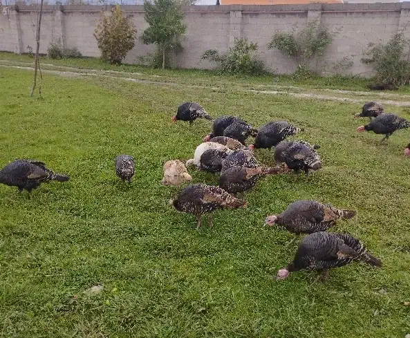 فروش بوقلمون محلی|حیوانات مزرعه|ماکلوان, |دیوار