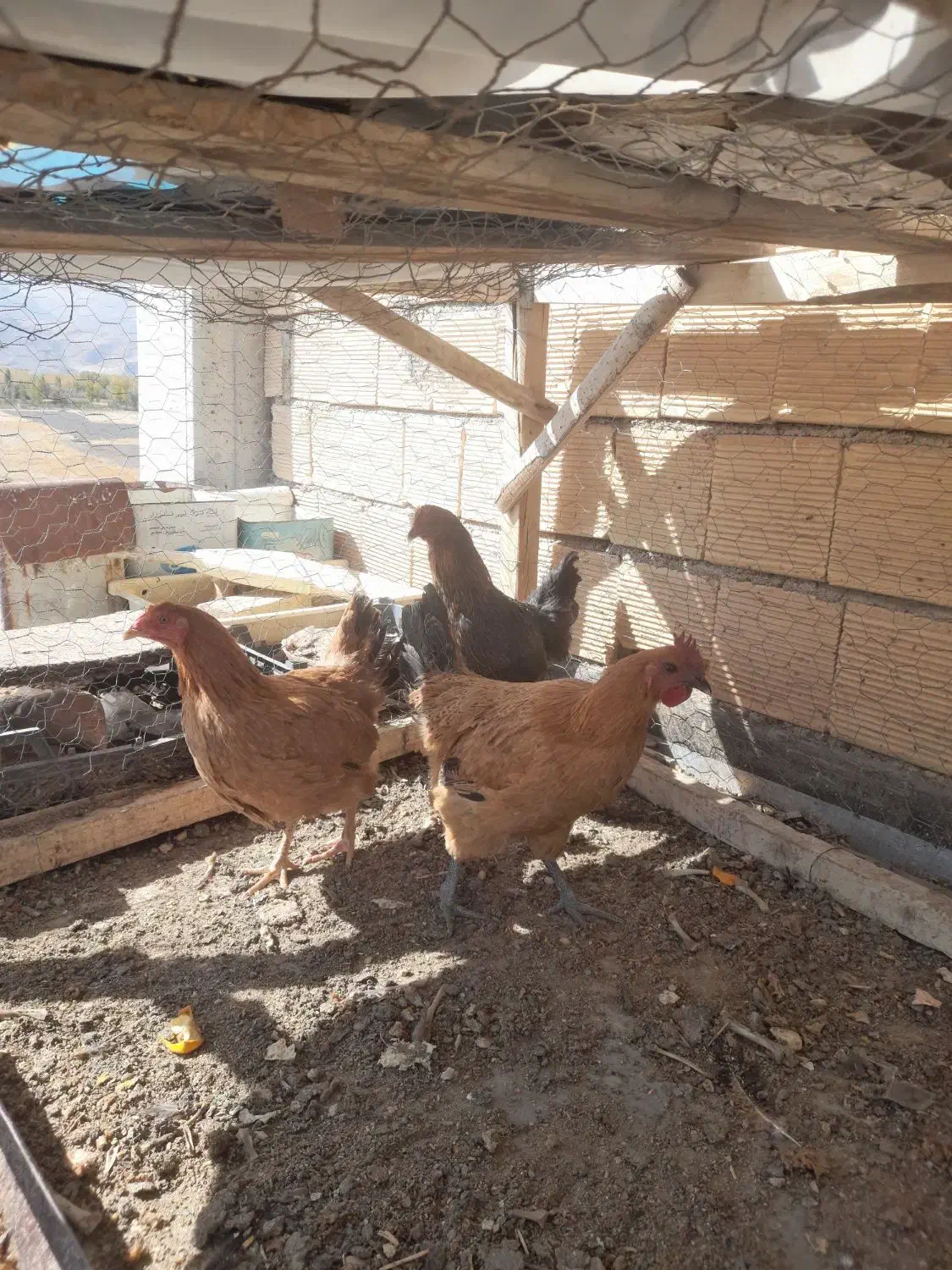 مرغ|پرنده|فارسان, |دیوار