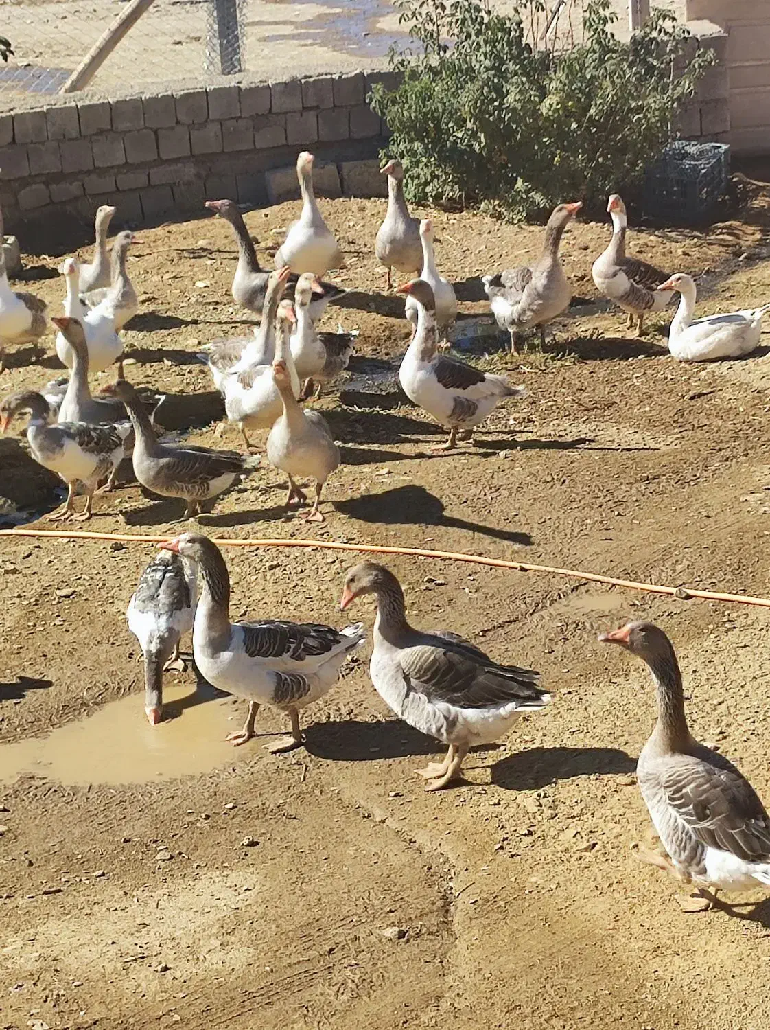 غاز محلی|حیوانات مزرعه|خلیفان, |دیوار