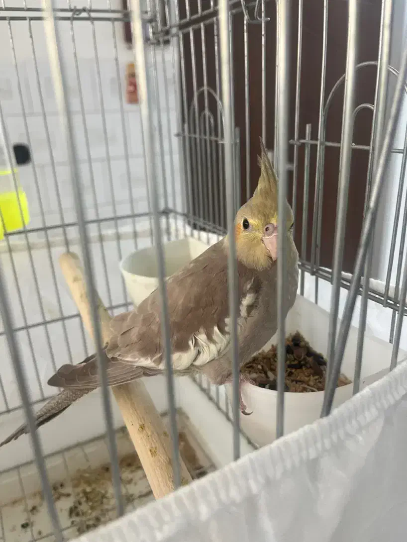 عروس هلندی ماده|پرنده|قزوین, |دیوار