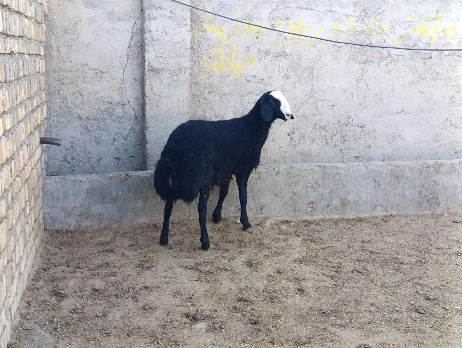 بره قوچ سیاه هیولای شال|حیوانات مزرعه|تاکستان, |دیوار