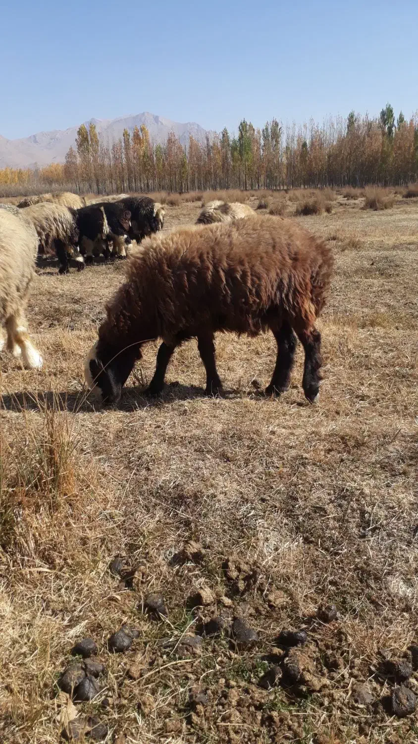 بره ماده|حیوانات مزرعه|فارسان, |دیوار