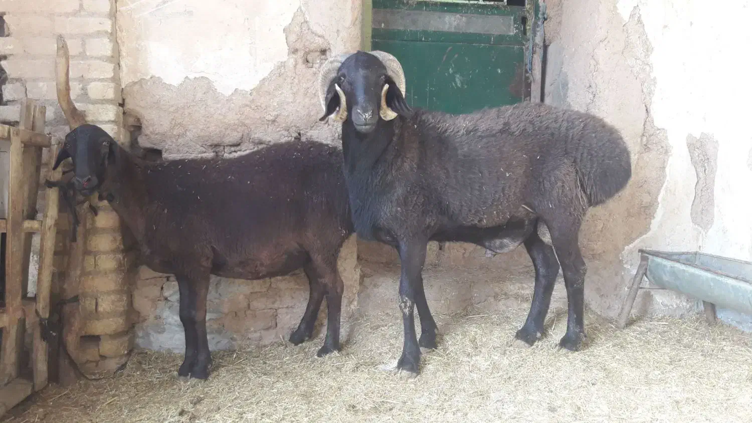 بره نرودماده چینی ۲قلو|حیوانات مزرعه|کوهدشت, |دیوار