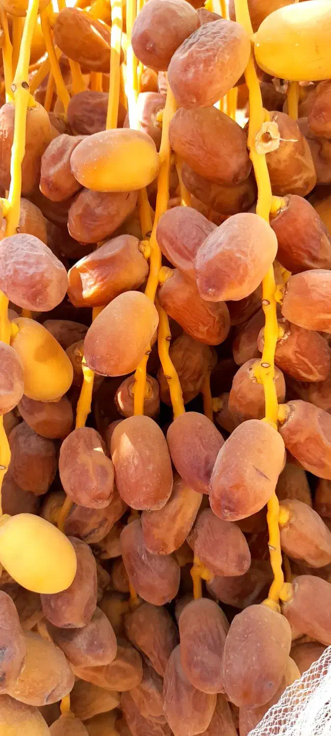 خرما زاهدی،قصب|خوردنی و آشامیدنی|شیراز, تاچارا|دیوار