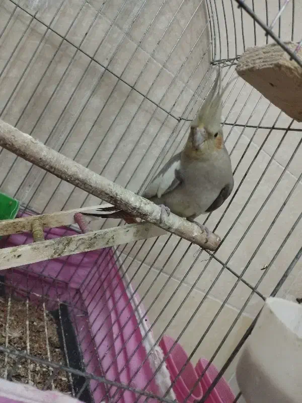 عروس هلندی|پرنده|تاکستان, |دیوار