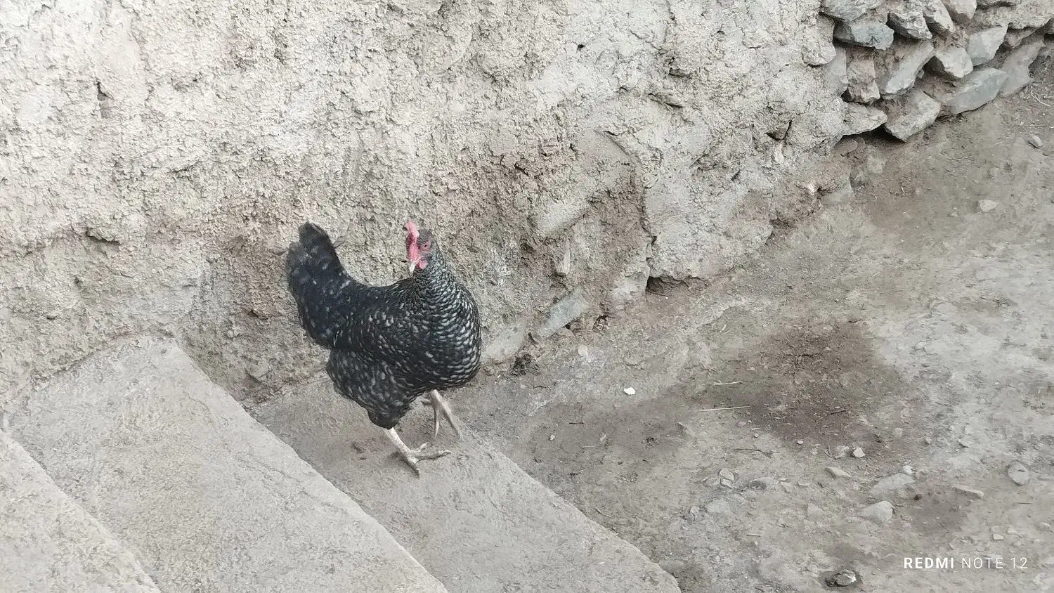 مرغ خروس|حیوانات مزرعه|کوهدشت, |دیوار
