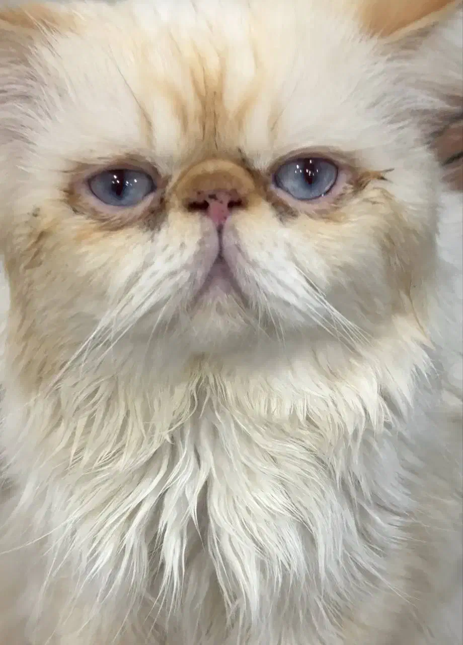 گربه نیاز به جفتگیری|گربه|قدس, شهر‌قدس|دیوار