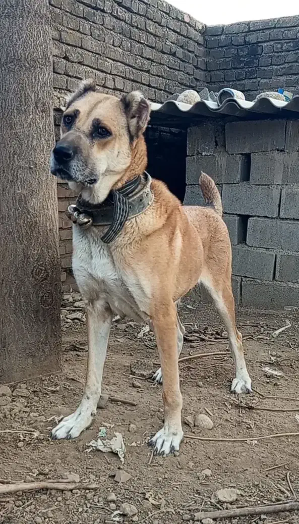 ماده افغان بی نظیر نگهبان صفت|سگ|تهران, زعفرانیه|دیوار