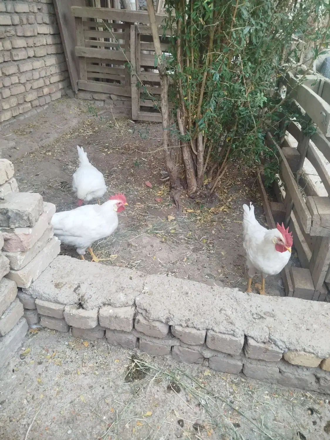 خروس|حیوانات مزرعه|محمدیه-قزوین, |دیوار