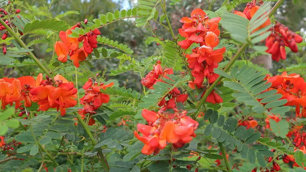 نهال سسبانیای سرخ|گل و گیاه طبیعی|اصفهان, ارداجی|دیوار
