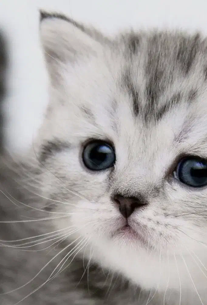 واگذاری گربه نژاد پرشین اسکاتیش|گربه|کرمان, |دیوار