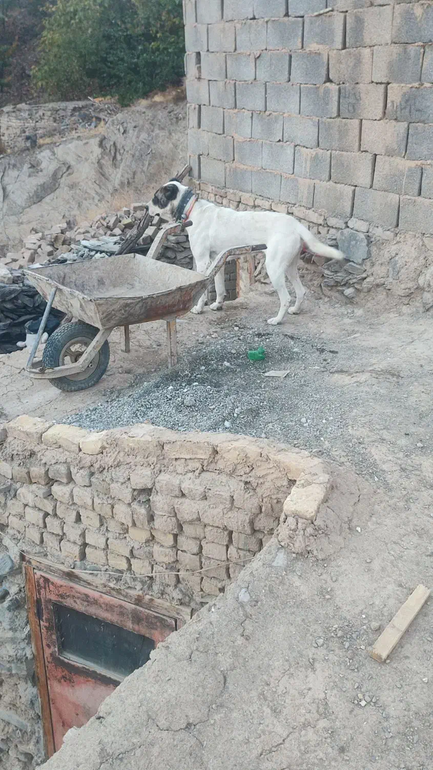 سگ نگهبان|سگ|گلمکان, |دیوار