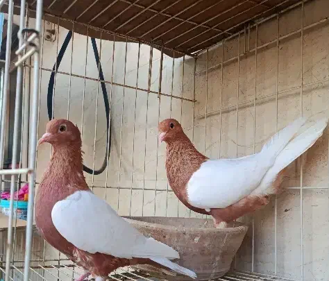 کبوتر زینتی (اهوازم)|پرنده|تهران, جوادیه|دیوار