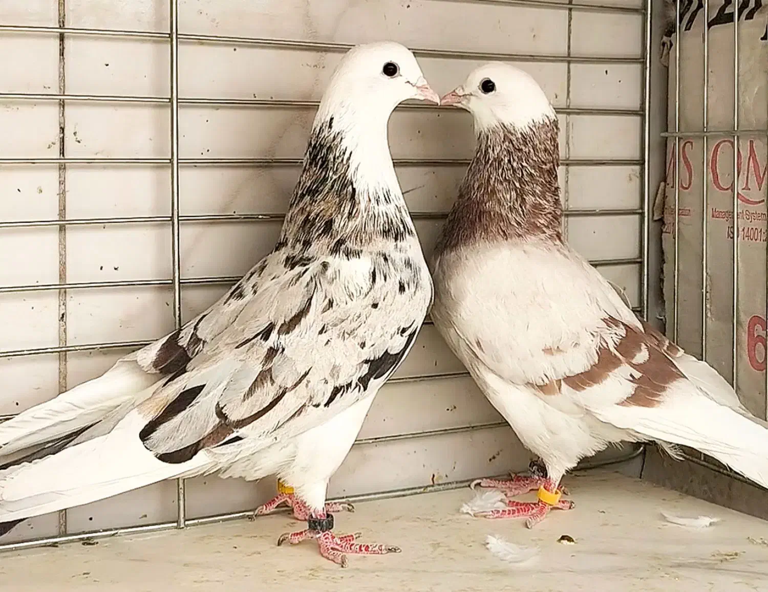 کفتر ۵جفت نرو ماده جنس جواب داده|پرنده|تهران, وردآورد|دیوار