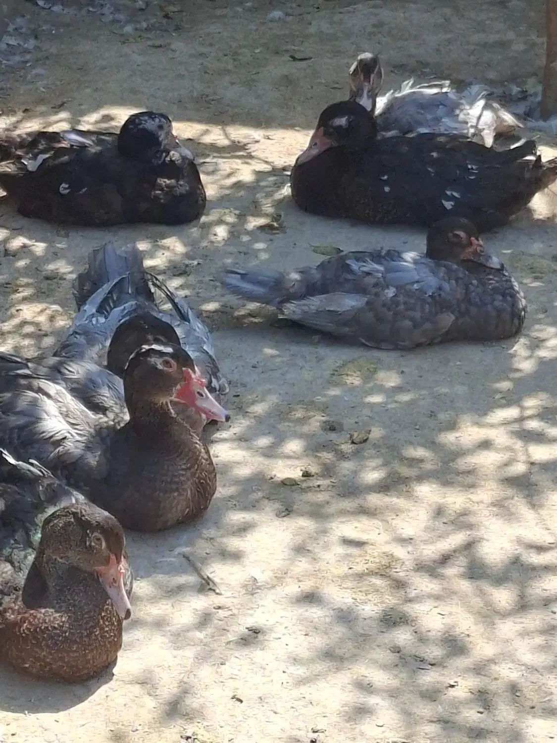 اردک طوسی و مشکی و دودی|حیوانات مزرعه|آمل, |دیوار