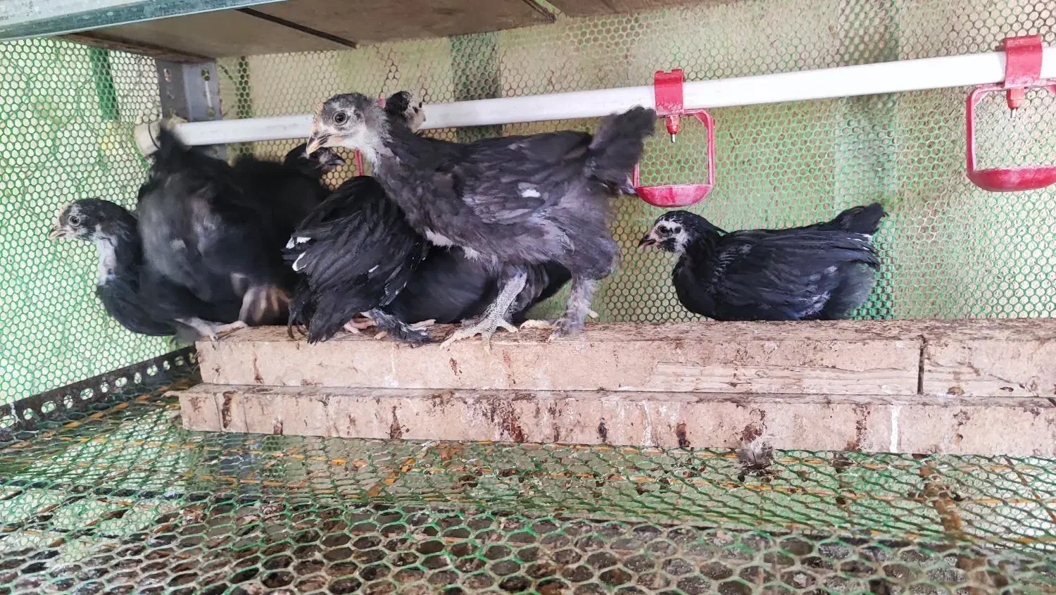 جوجه مرندی|حیوانات مزرعه|شیراز, قلات|دیوار