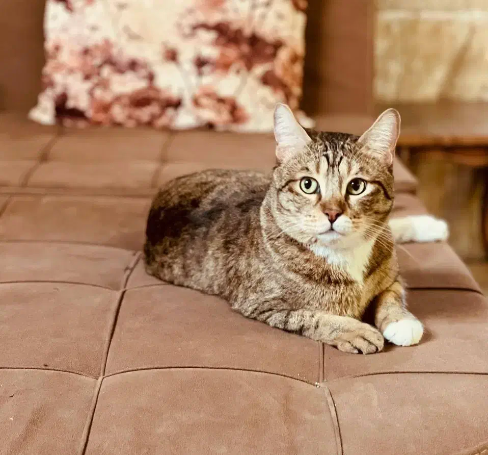 گربه|گربه|هشتگرد, فاز ۱ مهستان|دیوار