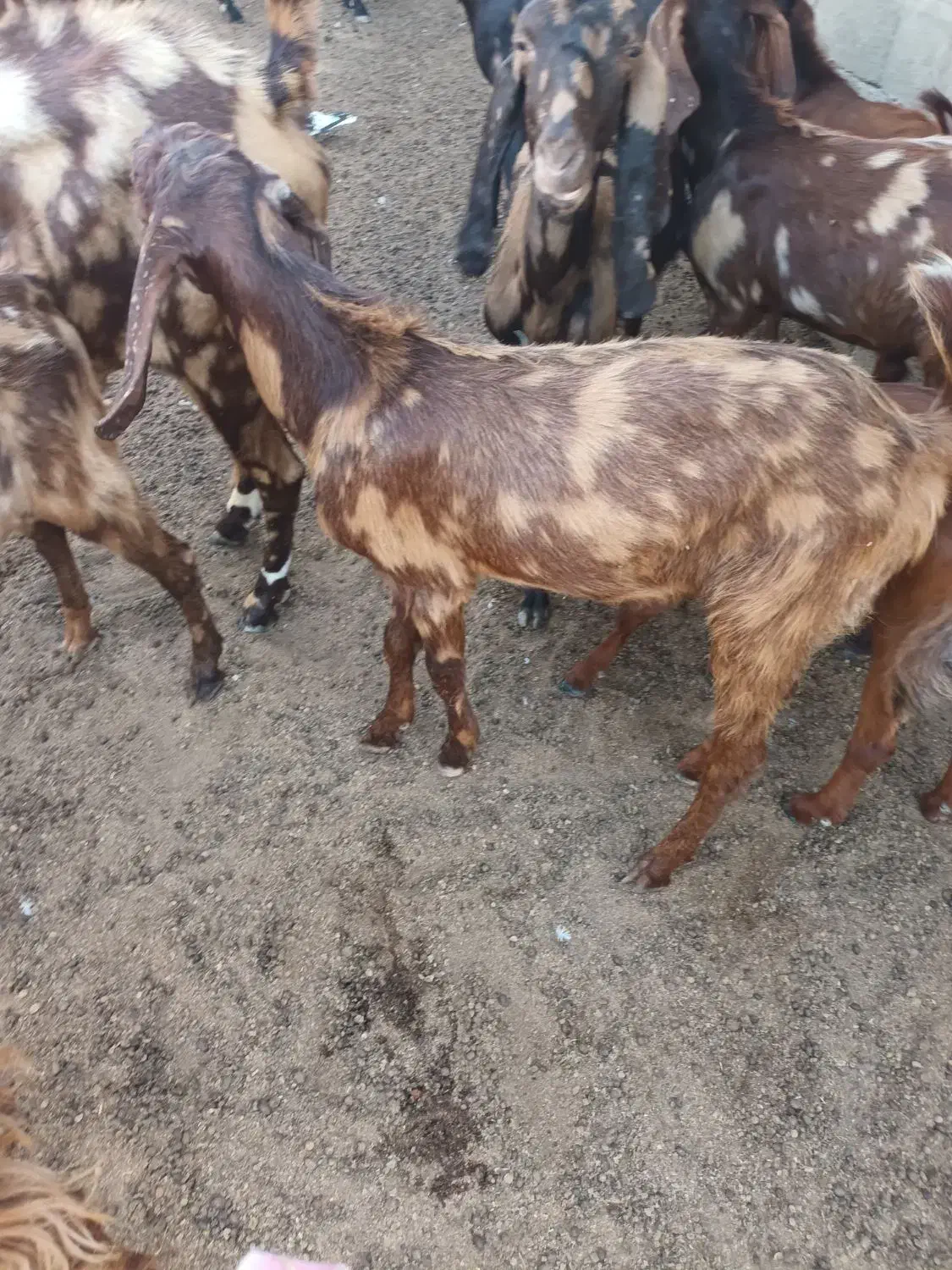 بزنربزغاله|حیوانات مزرعه|هندیجان, |دیوار