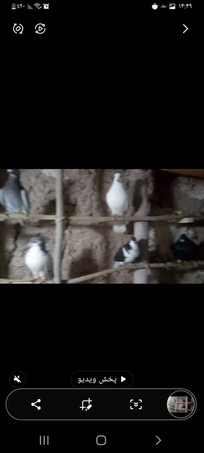 کفتر|پرنده|رادکان, |دیوار