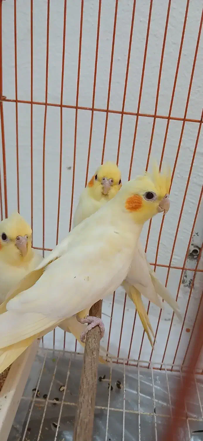 ۴ عدد عروس هلندی لوتینو طوطی به همراه قفس|پرنده|تهران, کوی بیمه|دیوار