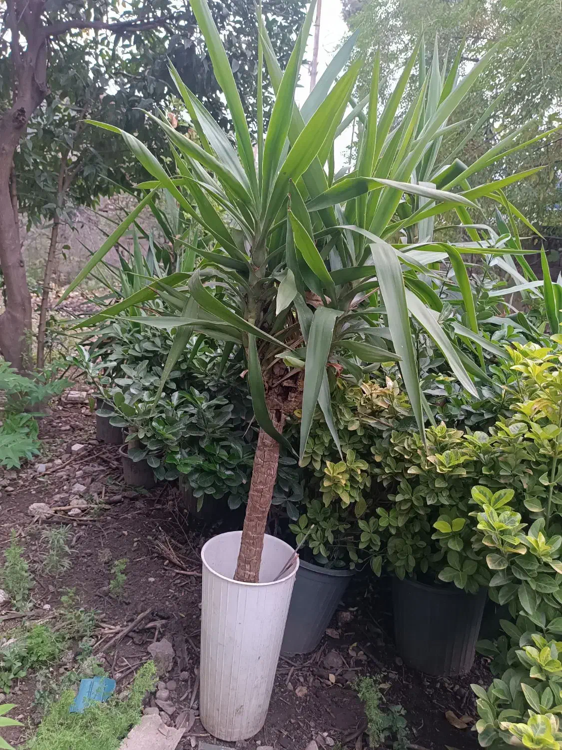 یوکا فروشی|گل و گیاه طبیعی|رامسر, |دیوار