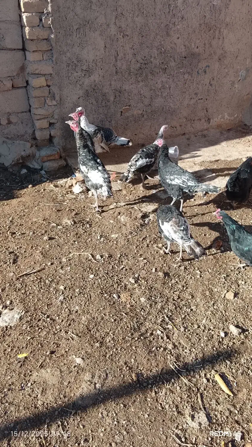 فروش 6عدد بوقلمون|حیوانات مزرعه|قیدار, |دیوار