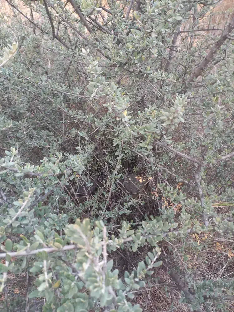 فروش درخت زیتون با سن ده سال|خدمات باغبانی و درختکاری|لوشان, |دیوار