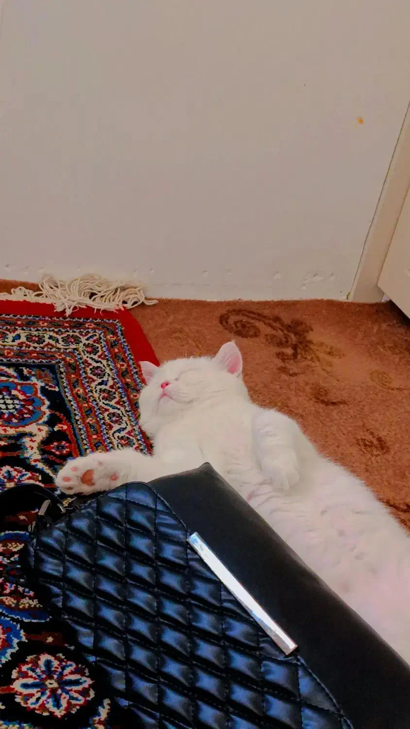 گربه نر جهت جفتگیری|گربه|بیرجند, |دیوار