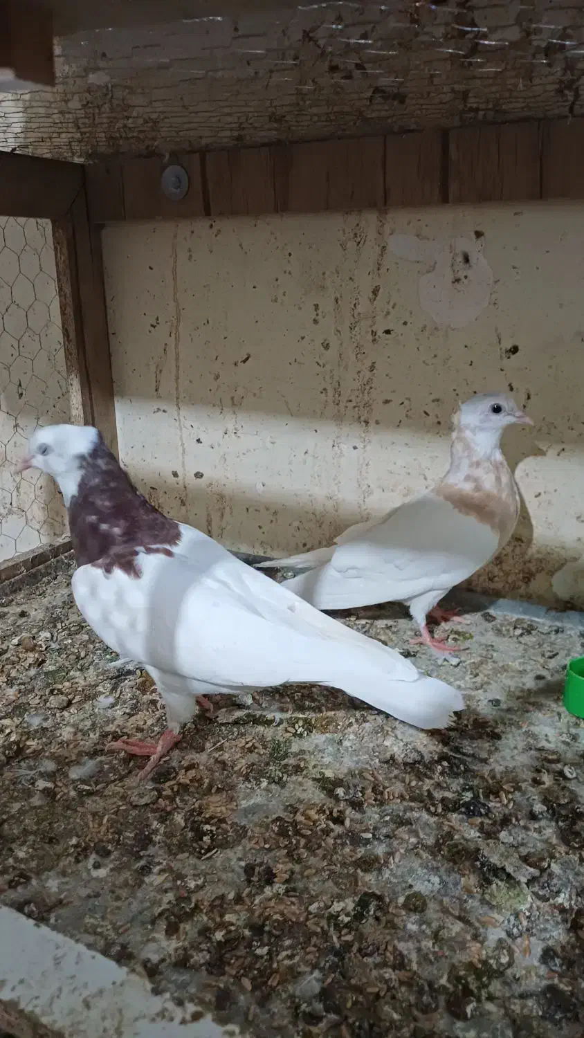 کبوتر کفتر|پرنده|نیشابور, هفده شهریور|دیوار