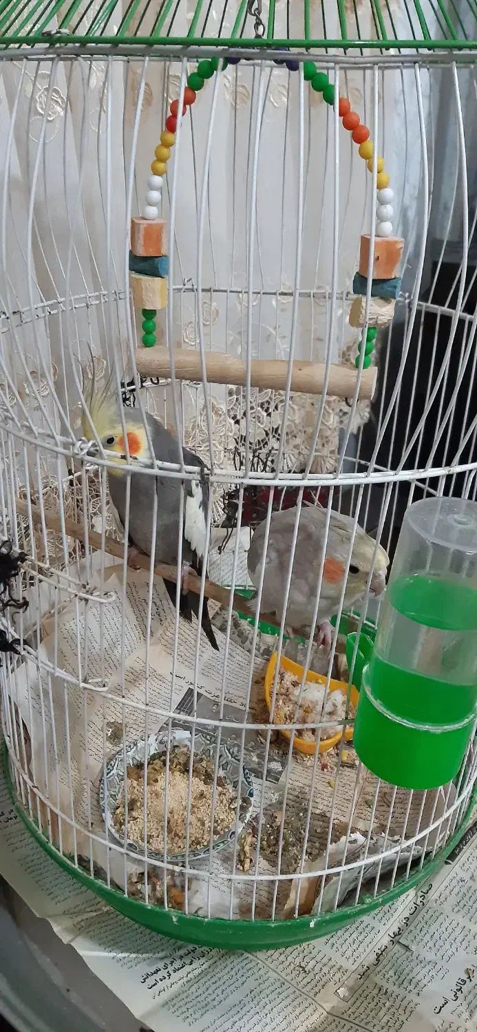 دو عروس هلندی نر و ماده همراه قفس|پرنده|رامسر, |دیوار