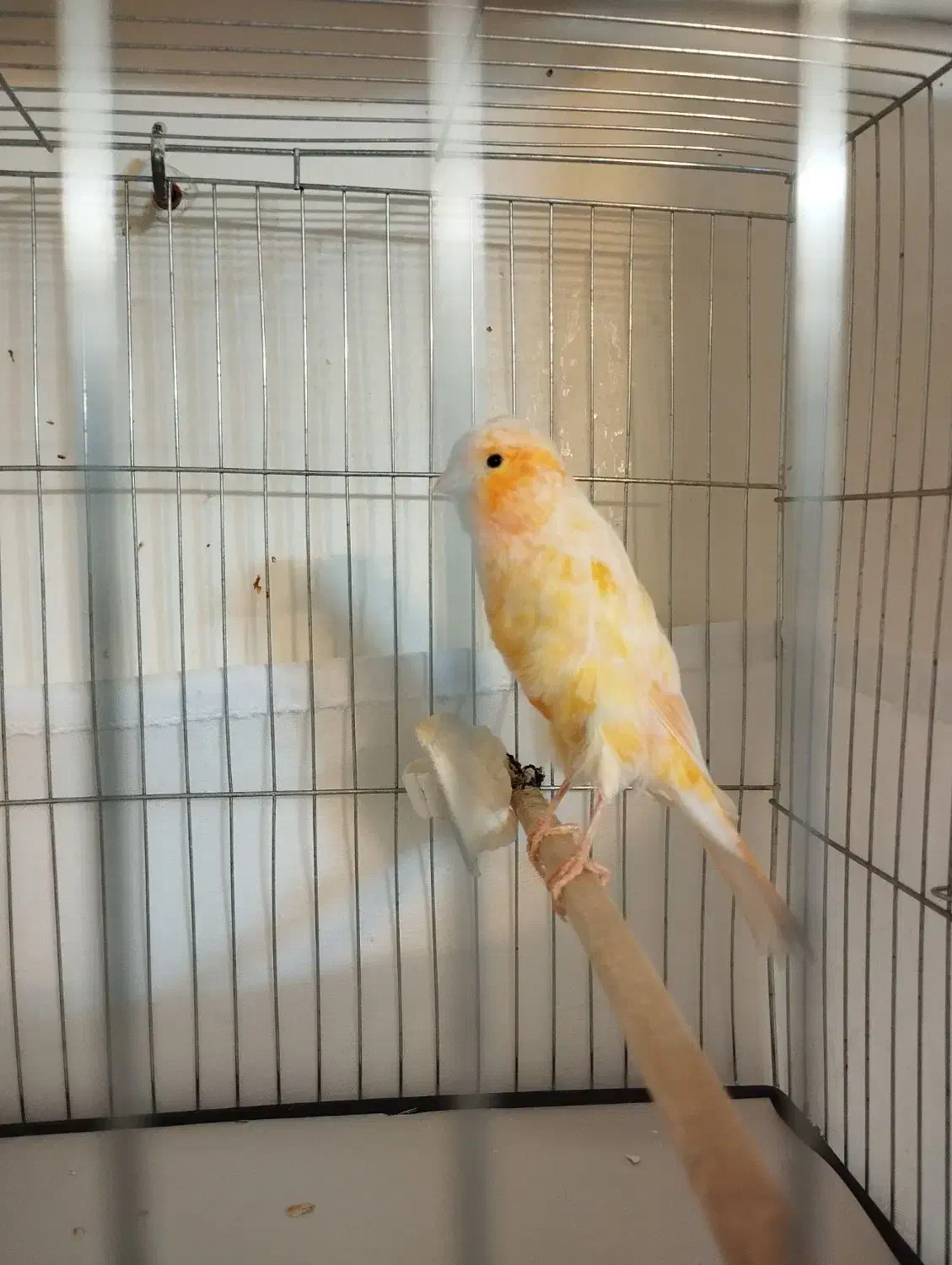 قناری پرتغالی نر|پرنده|تهران, جیحون|دیوار