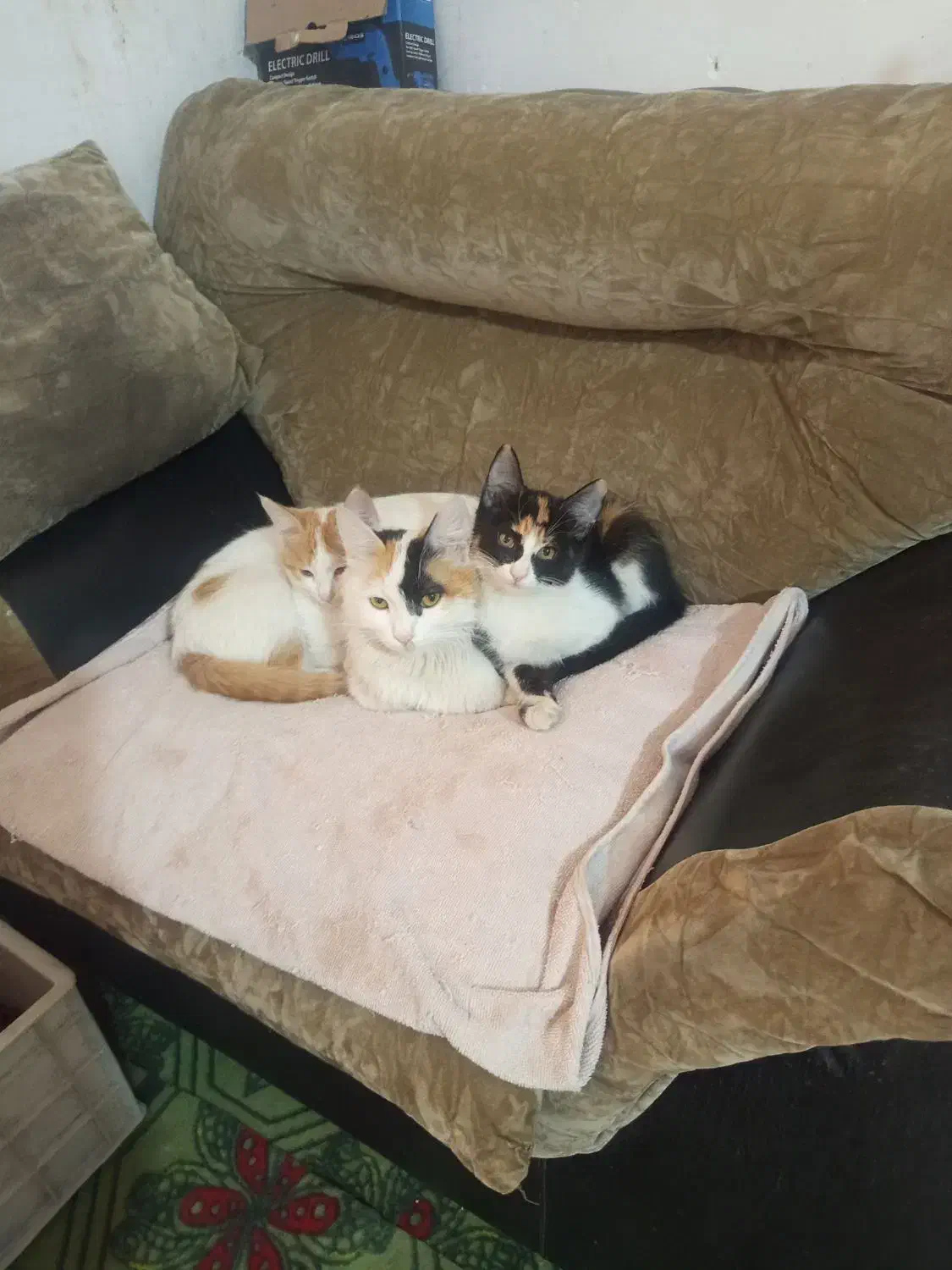 بچه گربه|گربه|مشهد, دوست آباد|دیوار