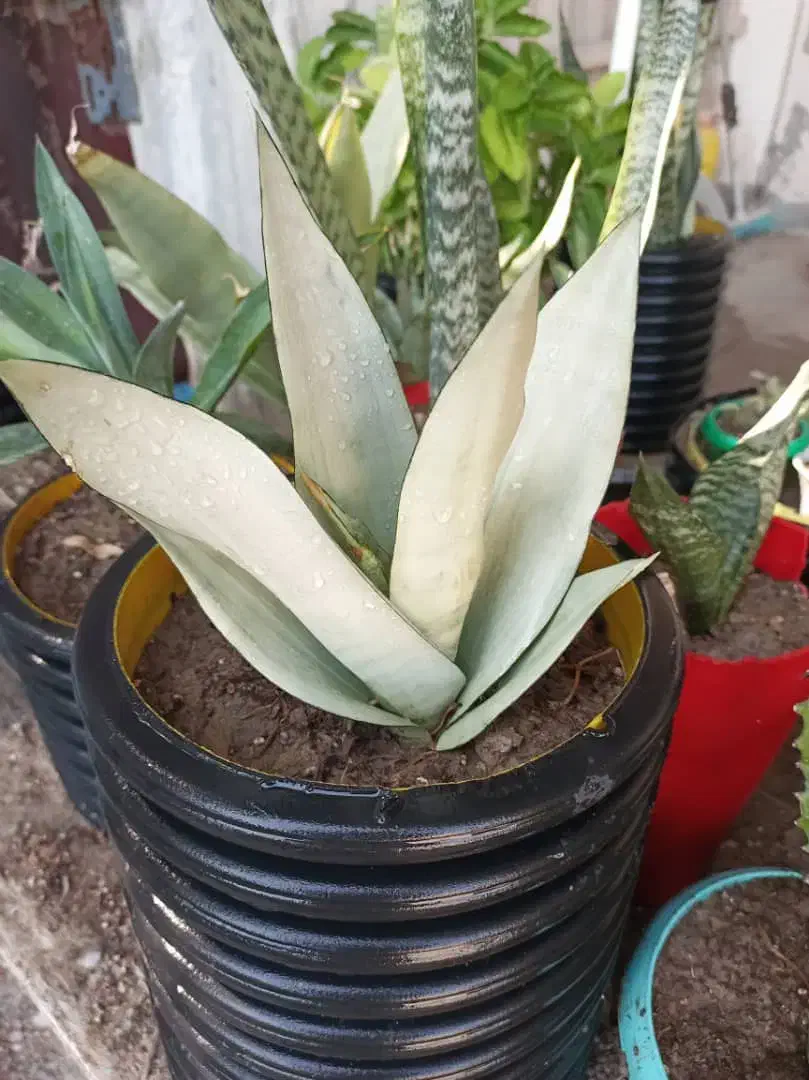 گل ها فروشی|گل و گیاه طبیعی|کنارک, |دیوار