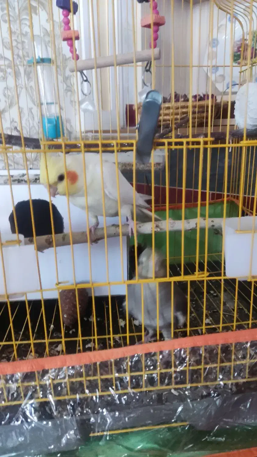 عروس هلندی|پرنده|مرند, |دیوار