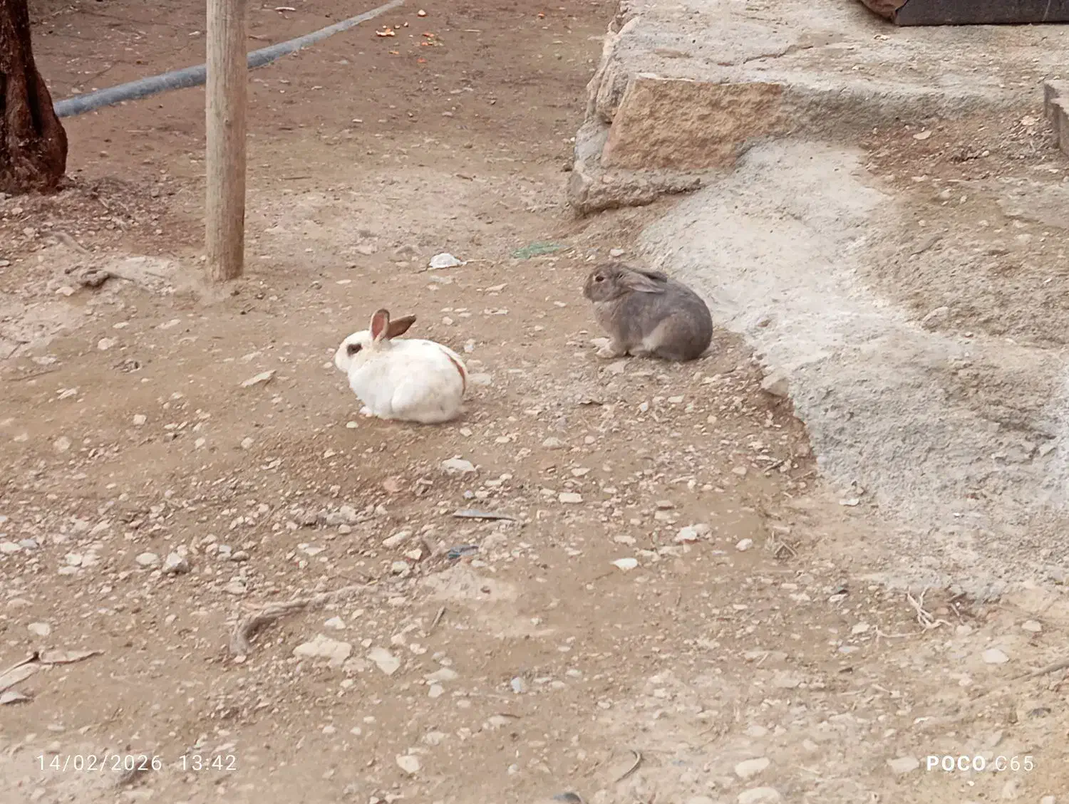 خرگوش|موش و خرگوش|اسفراین, |دیوار