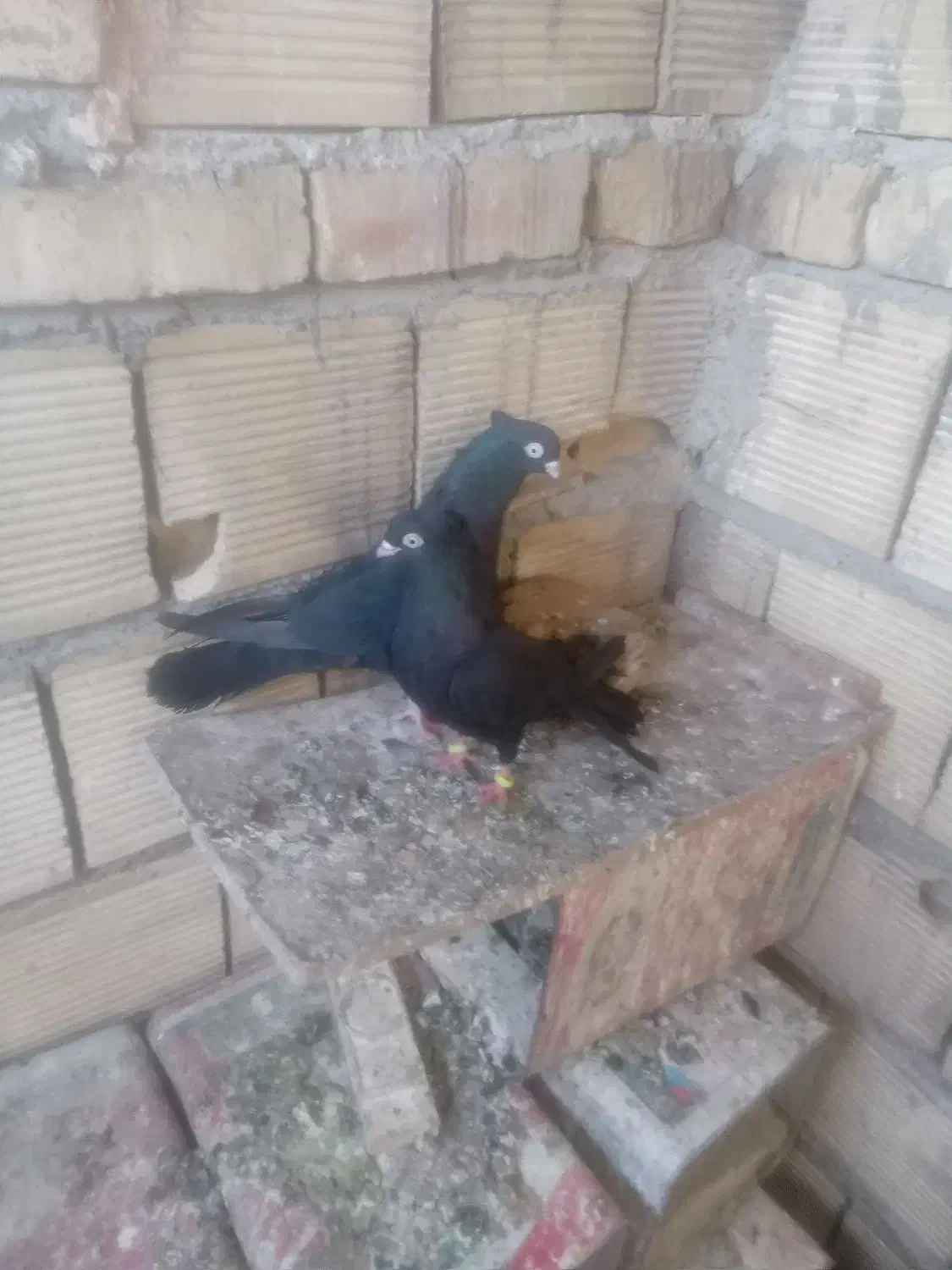 کبوتر|پرنده|خمینی‌شهر, |دیوار