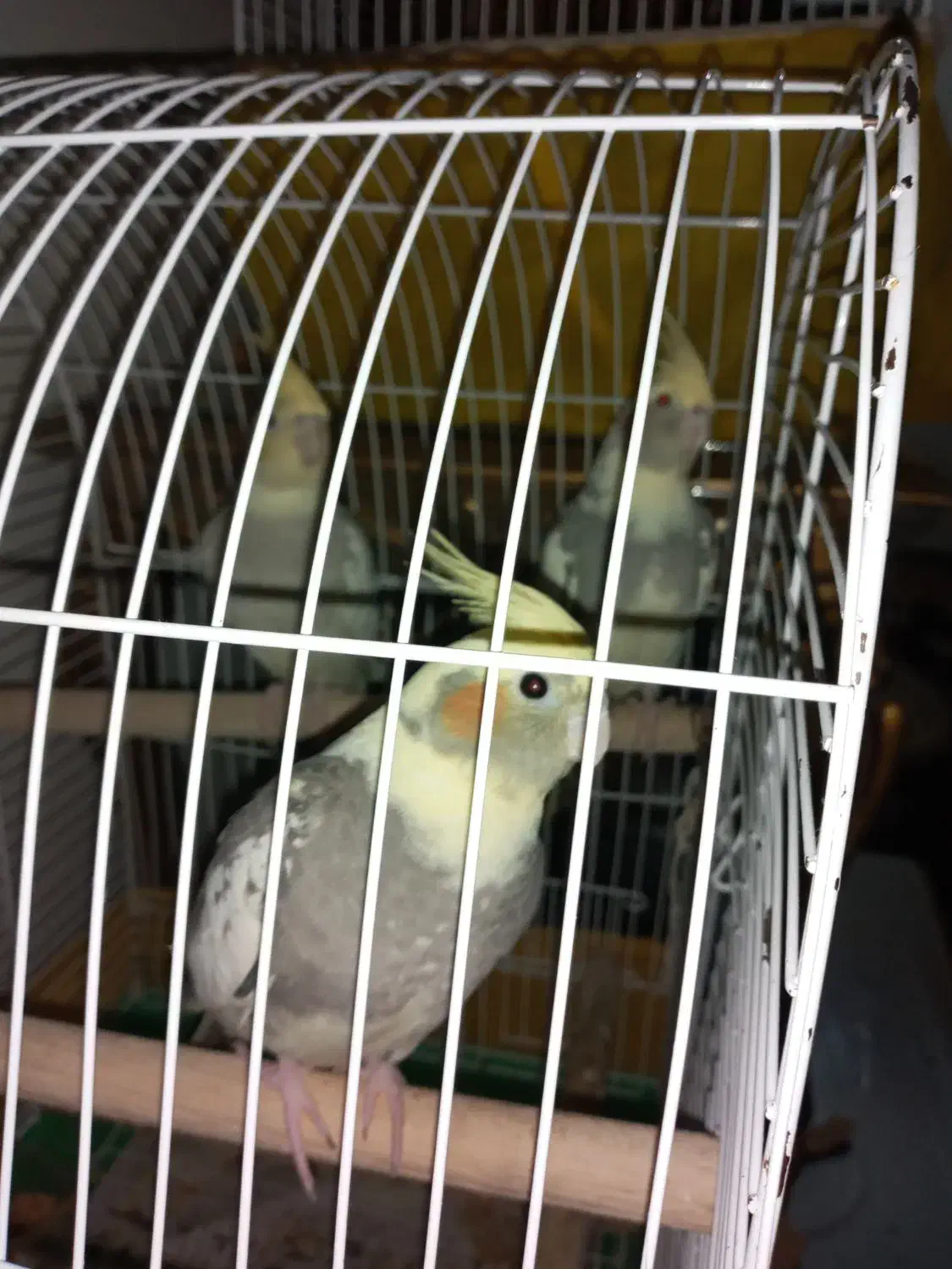 عروس هلندی ۳ماه تا۶ماه فروش|پرنده|سلمان‌شهر, |دیوار