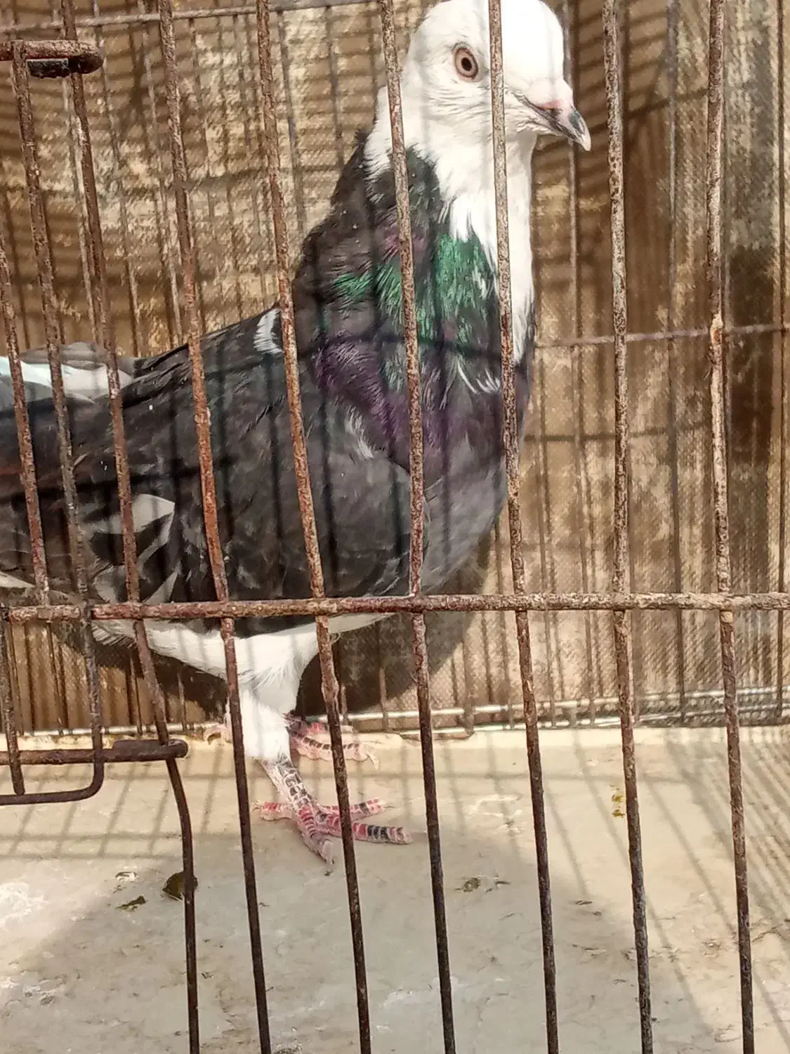 حیوانات پرنده|پرنده|شریف‌آباد, |دیوار