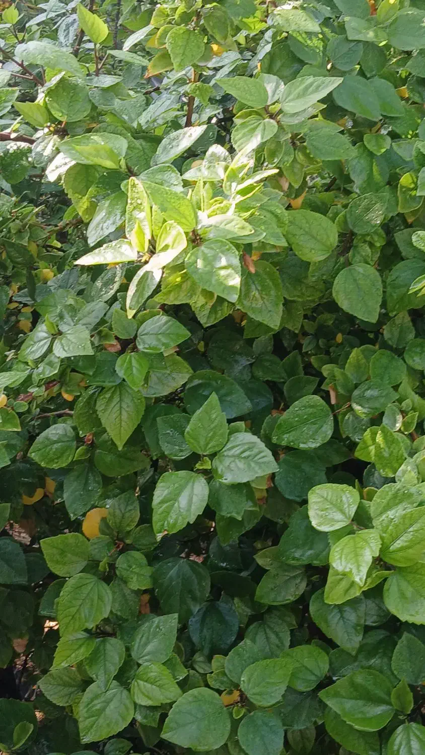 داوطب|فعالیت داوطلبانه|اهواز, نادری|دیوار