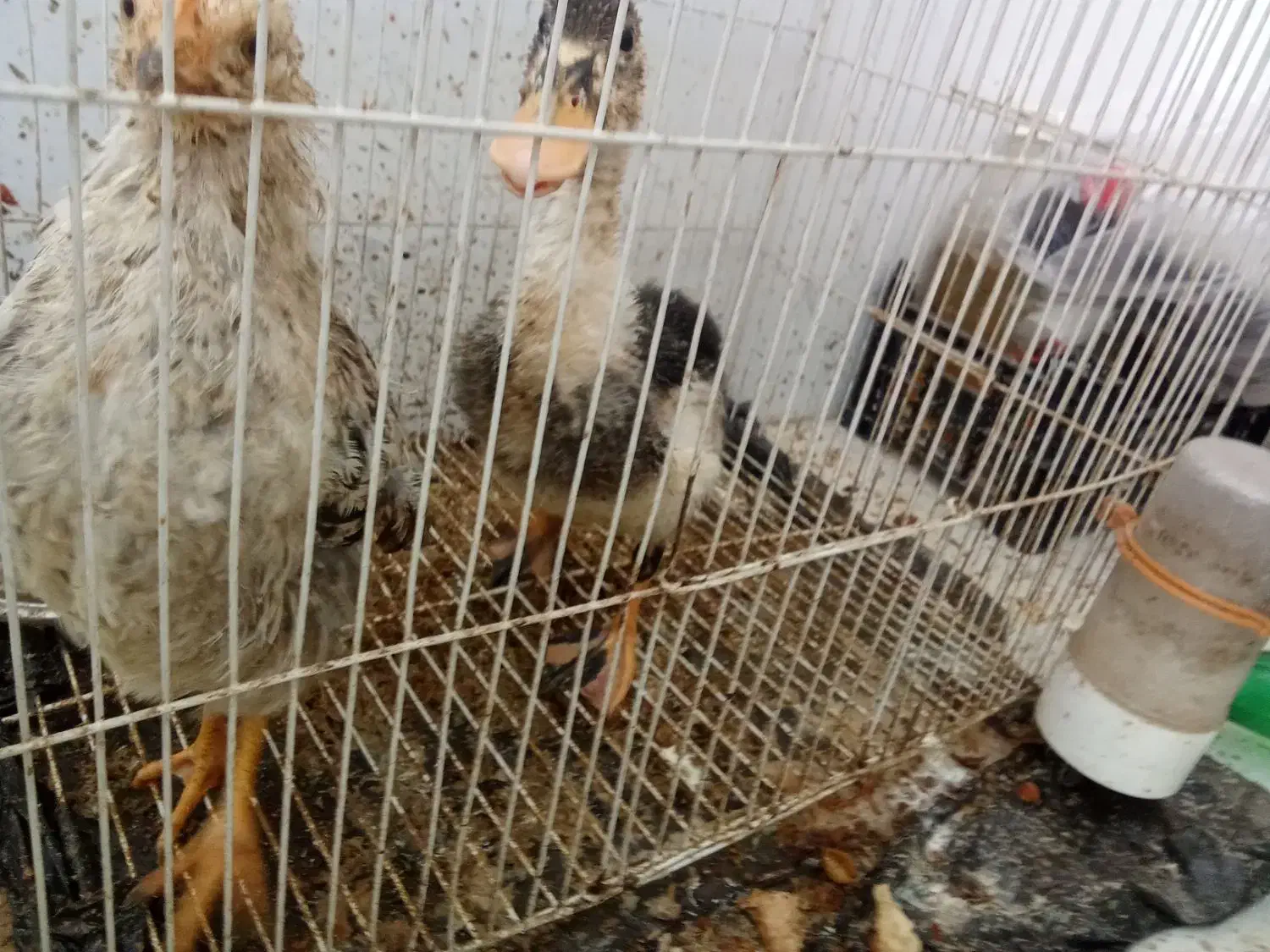 مرغابی و مرغ|حیوانات مزرعه|مشهد, قائم|دیوار