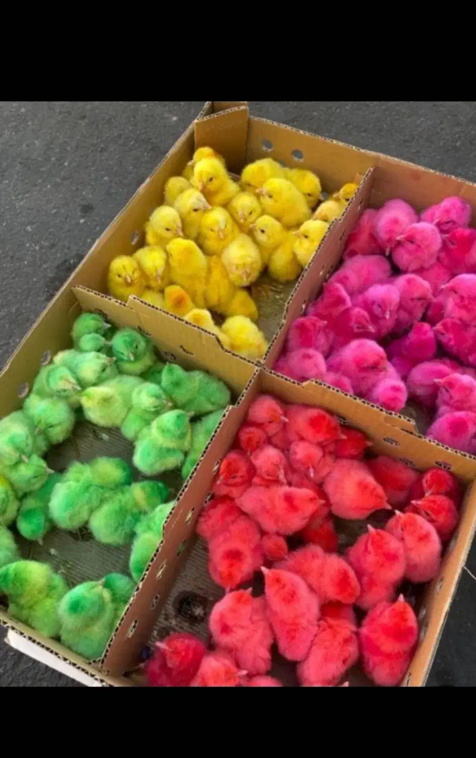 جوجه رنگی|حیوانات مزرعه|قم, شهرک مهدیه (مدرس)|دیوار