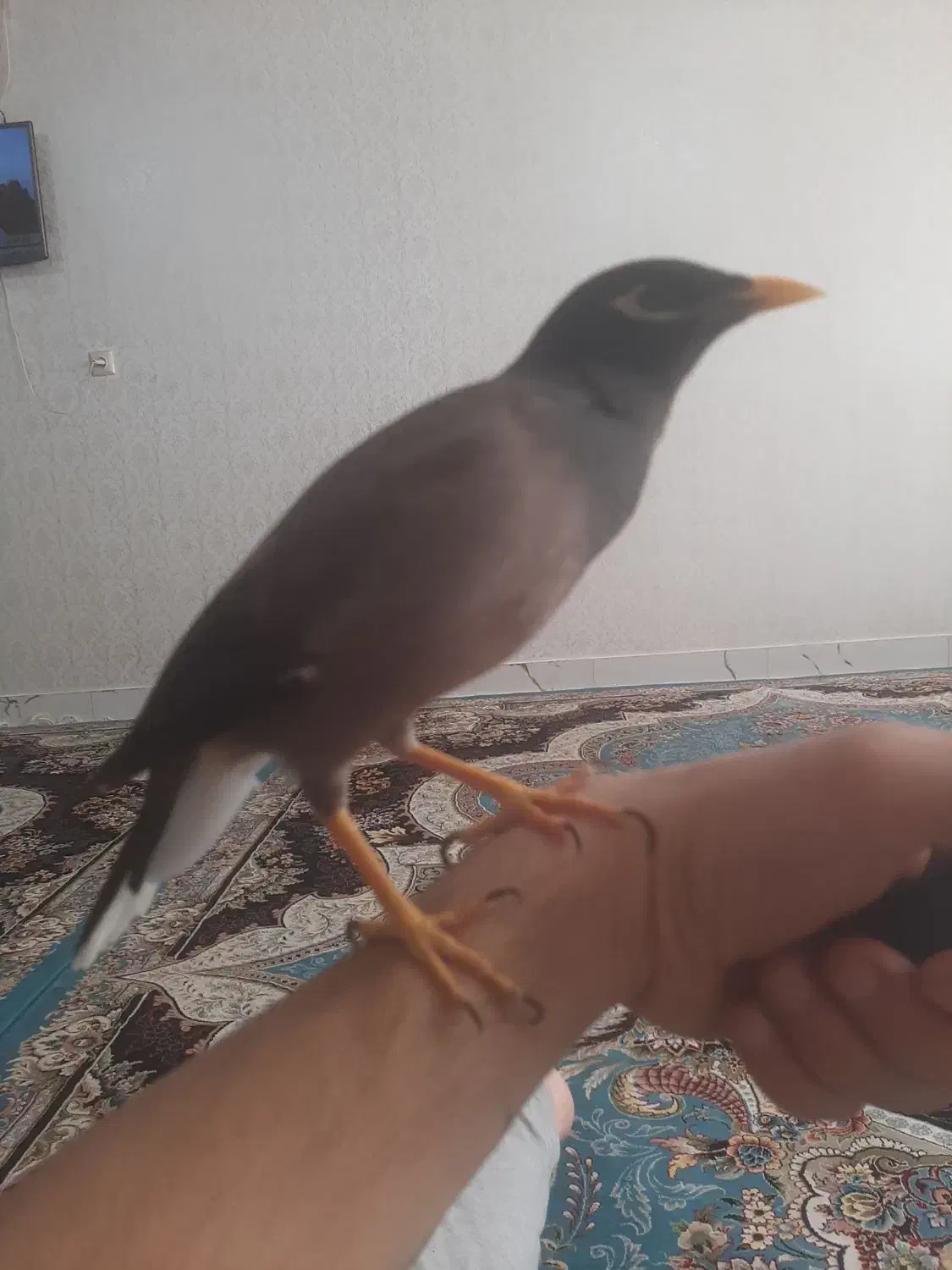 مرغ مینا|پرنده|اردبیل, |دیوار