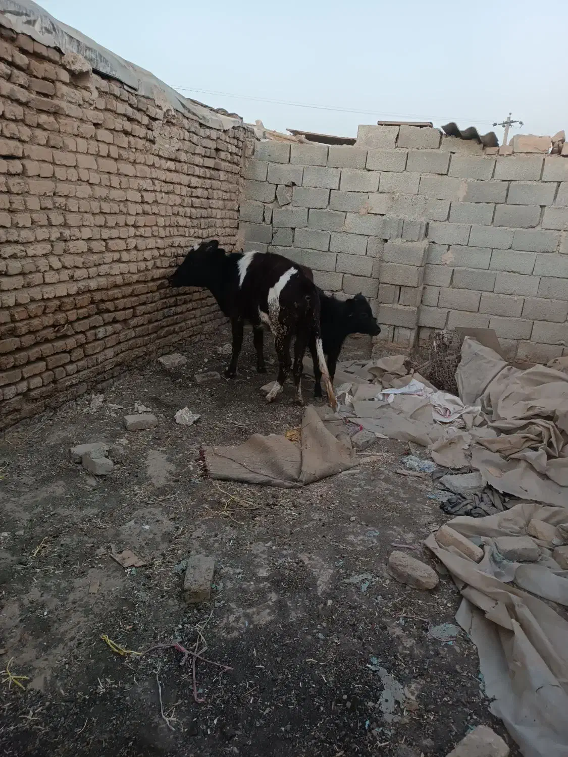 حیوان|حیوانات مزرعه|آبیک, |دیوار