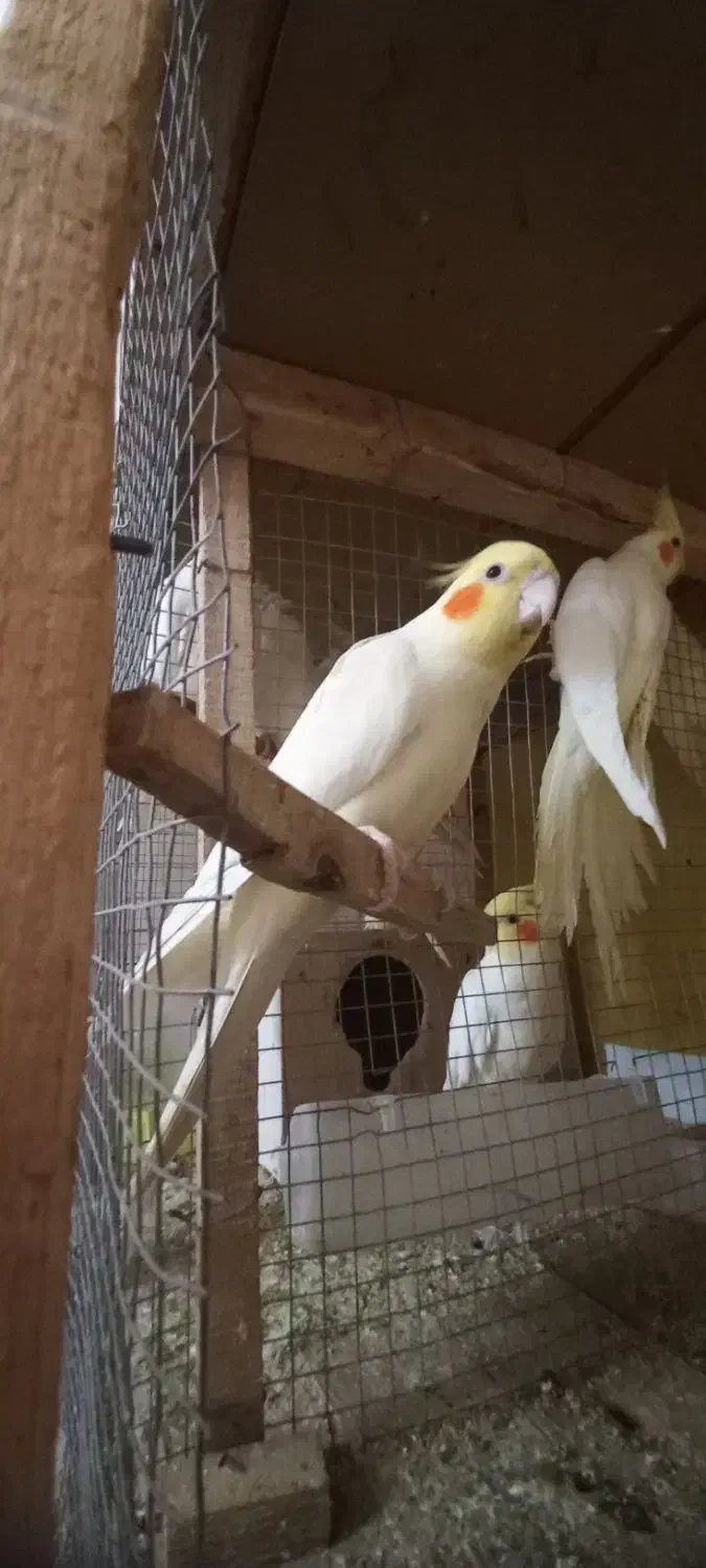 عروس هلندی|پرنده|شوشتر, |دیوار