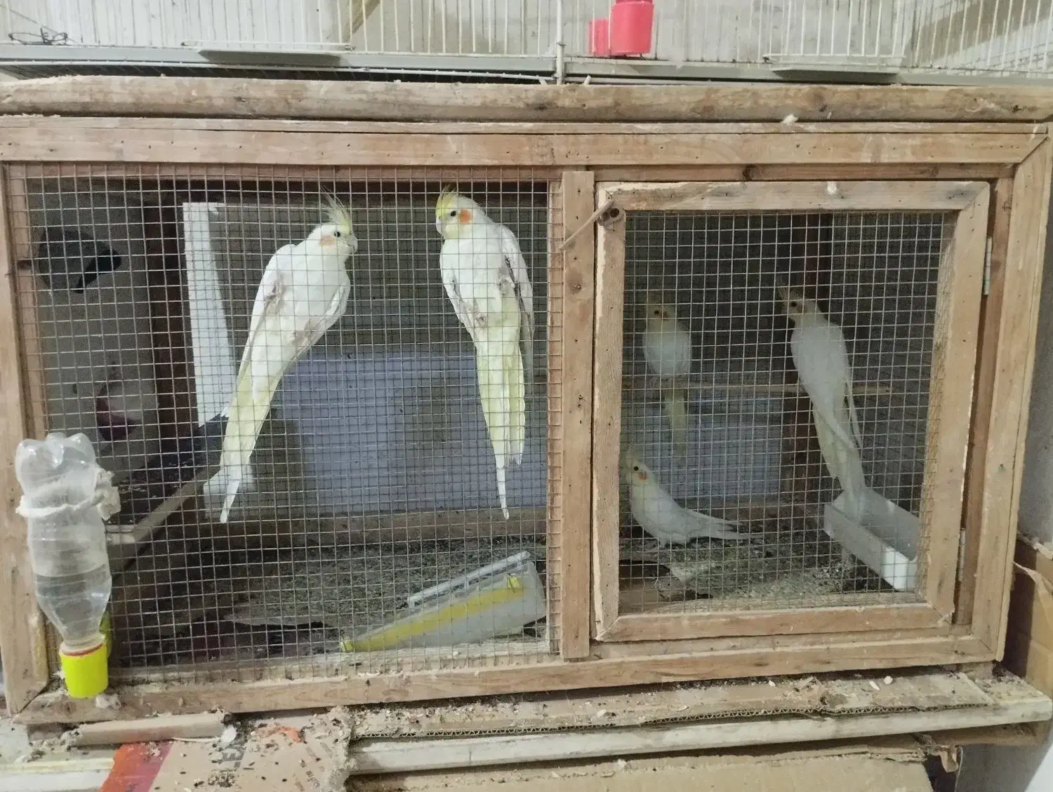 پرنده سرای یونس|پرنده|طبس, |دیوار