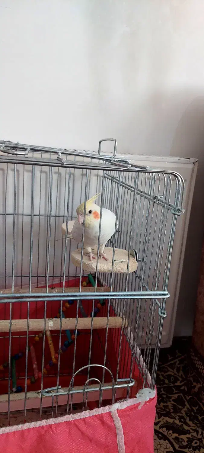 فروش دوتاعروس هلندی نرسخنگو|پرنده|اصفهان, گرکان|دیوار