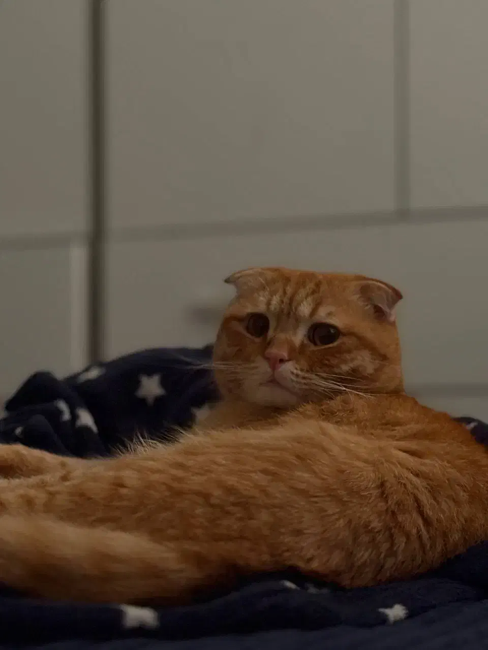 واگذاری گربه|گربه|کرج, ساماندهی|دیوار