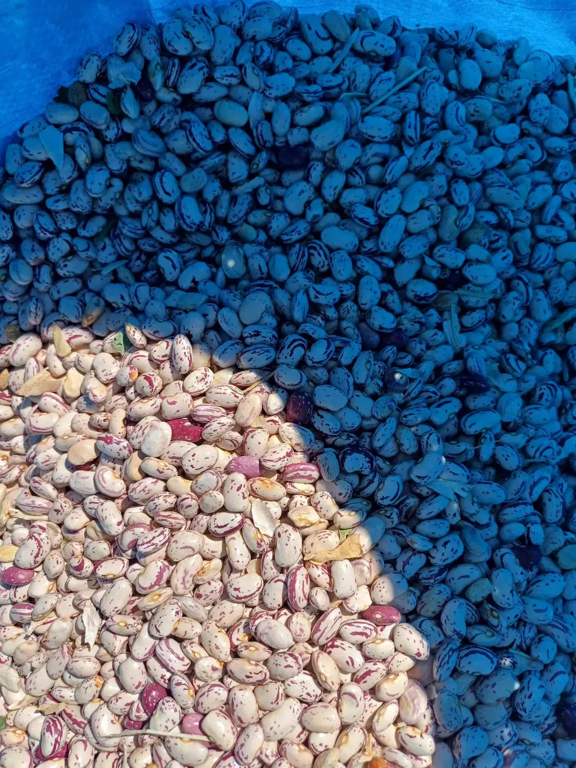 لوبیا هفتاد روزه|خوردنی و آشامیدنی|کشاورز, |دیوار