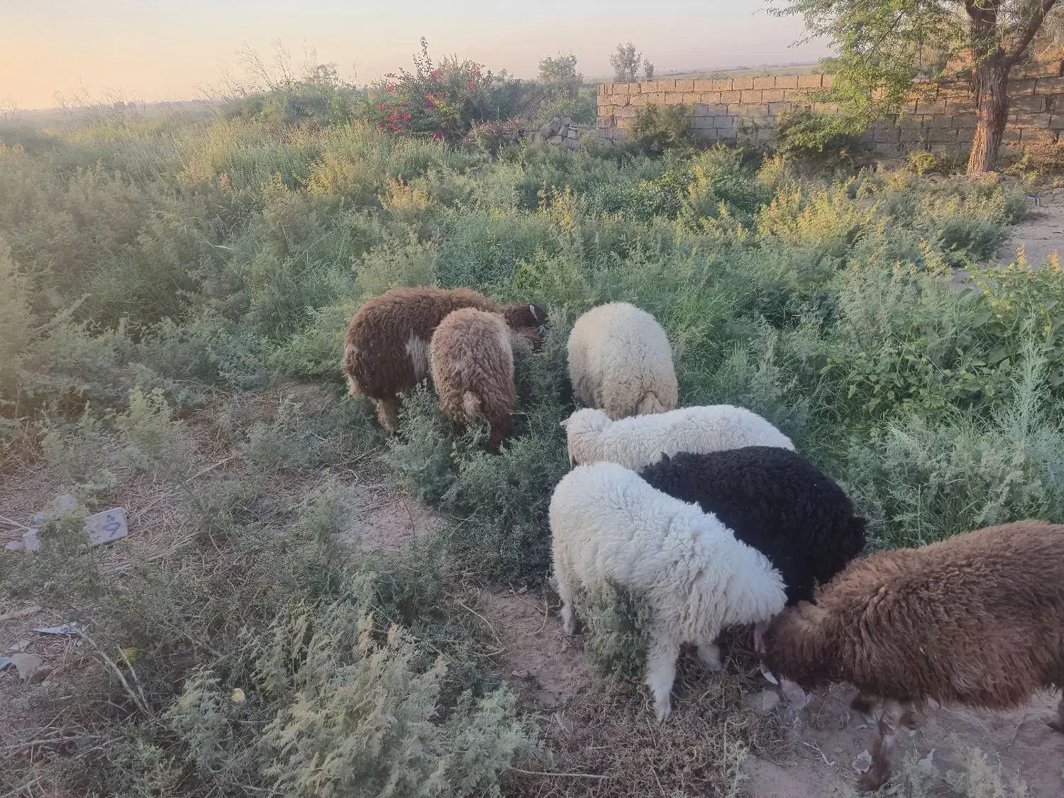 جاده اهواز  اندیمشک روستای راضی حمد|حیوانات مزرعه|کرخه, |دیوار
