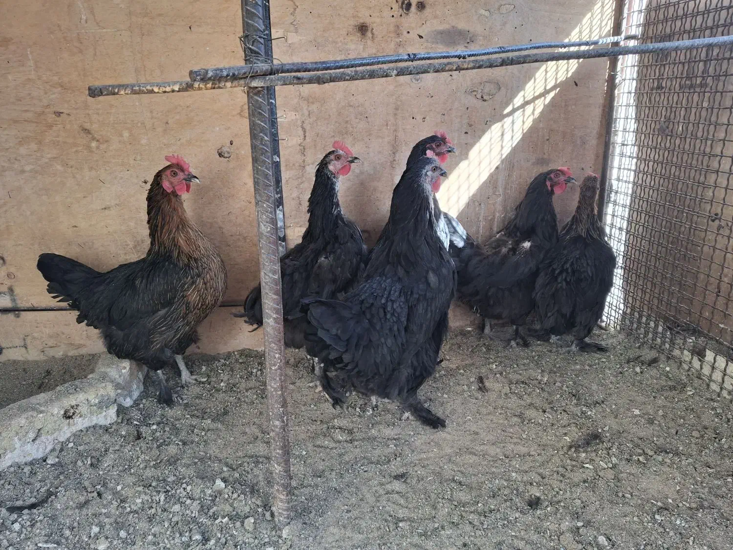 مرغ رسمی تخم کن|حیوانات مزرعه|ری, سیزده آبان|دیوار